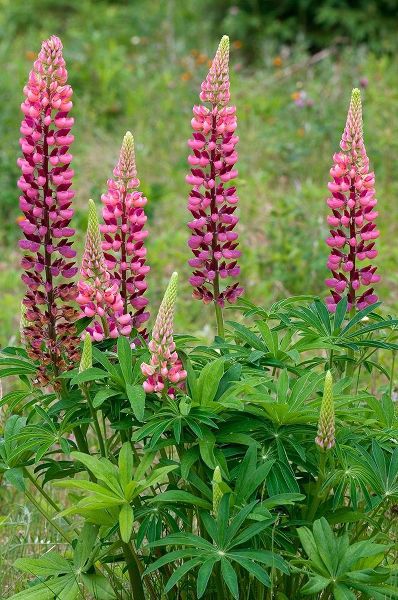 Canada-Ontario-Killarney District Lupines blossoms close-up